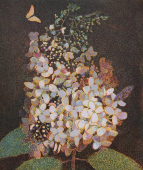 Hortensie mit gelbem Falter