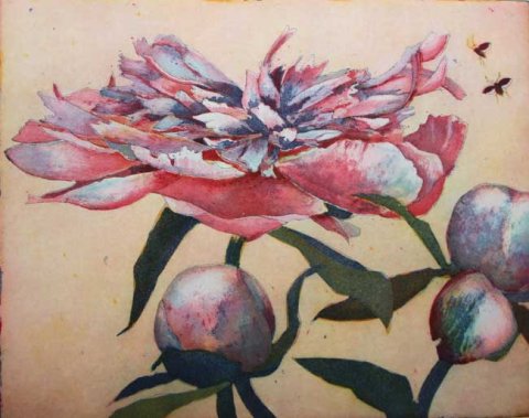 Chinesische P&auml;onie