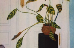 An eine Zimmerpflanze