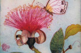 Naschender Schmetterling