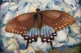 Schmetterlingsparadies